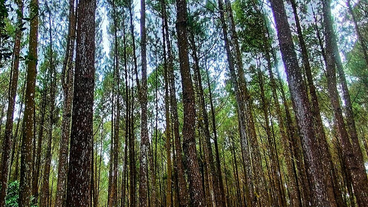 Ilustrasi Hutan Pinus Mangunan