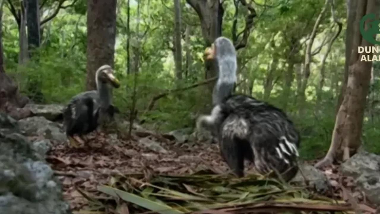 Di sisi lain, ada dugaan bahwa Burung Dodo memiliki laju reproduksi yang lambat. Sehingga kombinasi beberapa faktor sebelumnya membuat Burung Dodo punah. <br>
