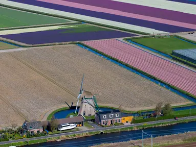 Pandangan udara dari kincir angin dan ladang bunga tulip di Keukenhof, Lisse, Belanda, Rabu (10/4). Tulip beraneka warna tersebar di lahan seluas puluhan hektare. (AP Photo/Peter Dejong)