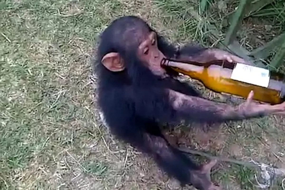 Beri Simpanse Minum Bir, Pria Ini Diprotes Netizen