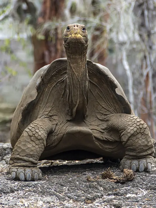 Seekor kura-kura raksasa Galapagos di Taman Nasional Galapagos, Ekuador, 12 September 2017. Kura-kura raksasa yang beratnya bisa sampai 225 kilogram tersebut diyakini hidup hingga 100 tahun. (HO / GALAPAGOS NATIONAL PARK / AFP)