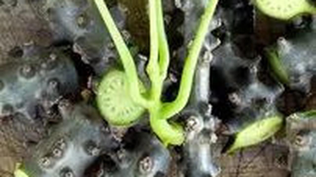 <b>Kandungan Nutrisi pada Brotowali</b>