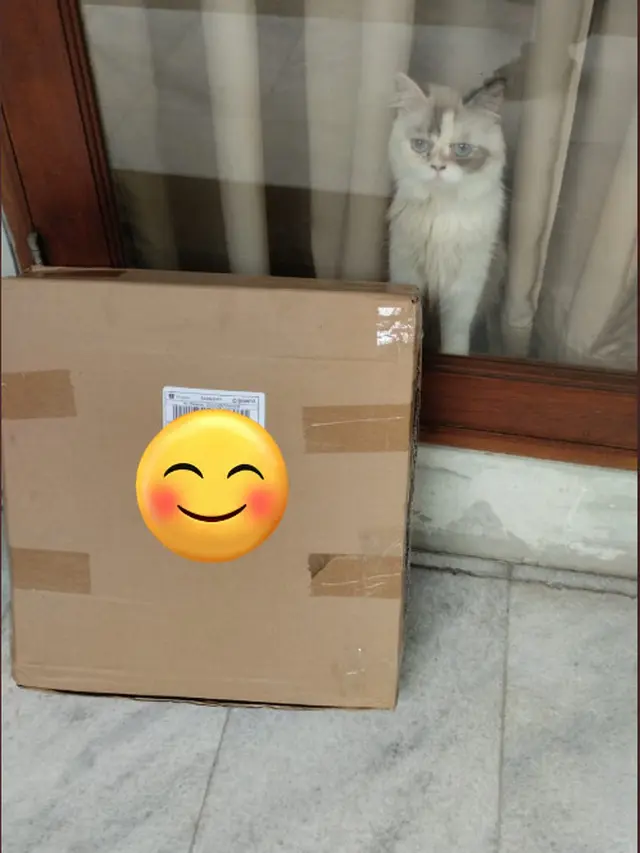 6 Potret Kucing Jadi Penerima Paket Ini Ekspresinya Menggemaskan