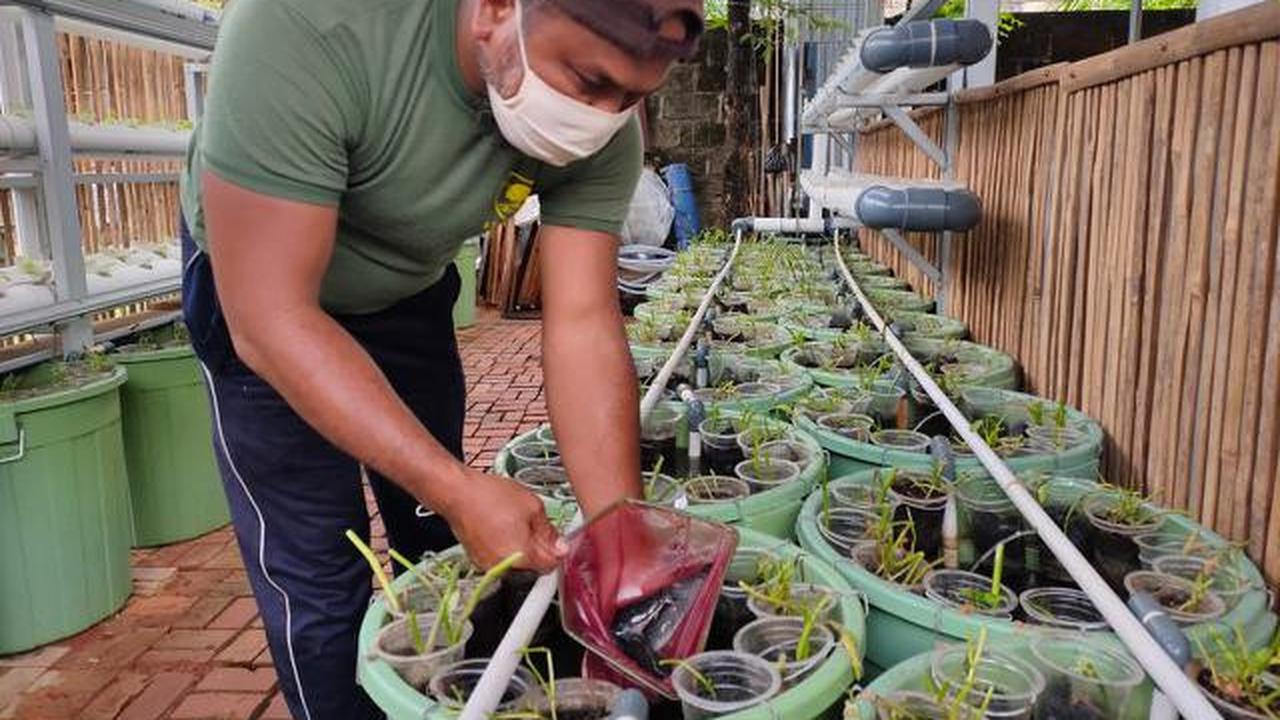 7 Cara Mudah Bikin Aquaponik di Rumah Pakai Ember untuk Pemula