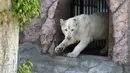 Singa putih betina Zamara (11 bulan) dipamerkan di Kebun Binatang Parque de las Leyendas di Lima, Peru, Selasa (4/1/2022). Sepasang singa putih lahir di penangkaran Kebun Binatang Leon de Mexico, tiba sebagai bagian dari program pertukaran untuk tujuan ilmiah dan konservasi. (Cris BOURONCLE/AFP)
