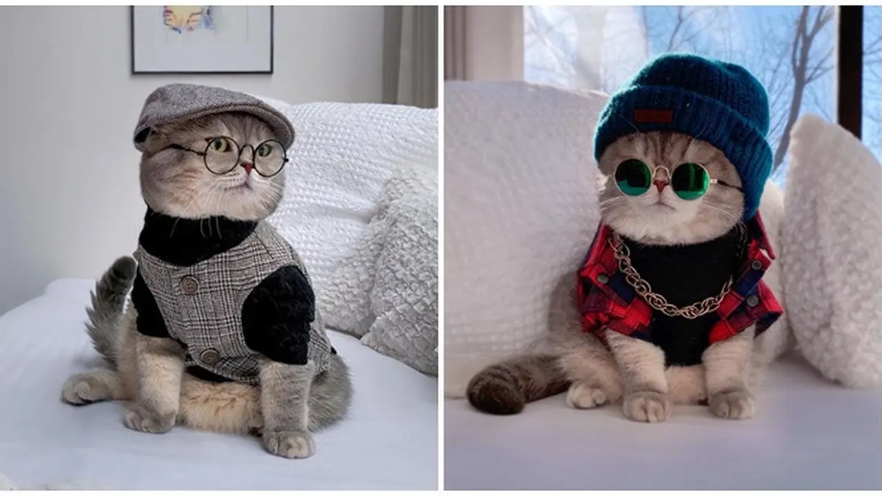 Pakai Kostum Lucu, Ini 6 Potret Kucing saat Jadi Model Ini Bikin Gemas