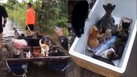 Video Penyelamatan Kucing saat Banjir di Kalimantan Selatan. (Sumber: TikTok/ @Indshr)