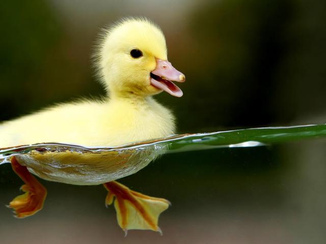 Kenapa Orang Bangladesh Pilih Pelihara Bebek Daripada Ayam Jawabannya Tak Terduga Global Liputan6 Com