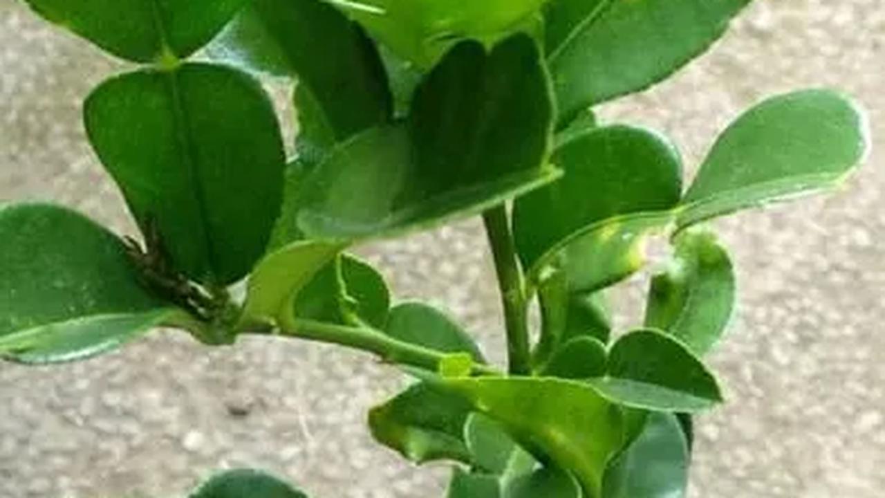 14 Khasiat Daun Jeruk Purut, Mulai dari Mencegah Kanker hingga Meredakan Stres