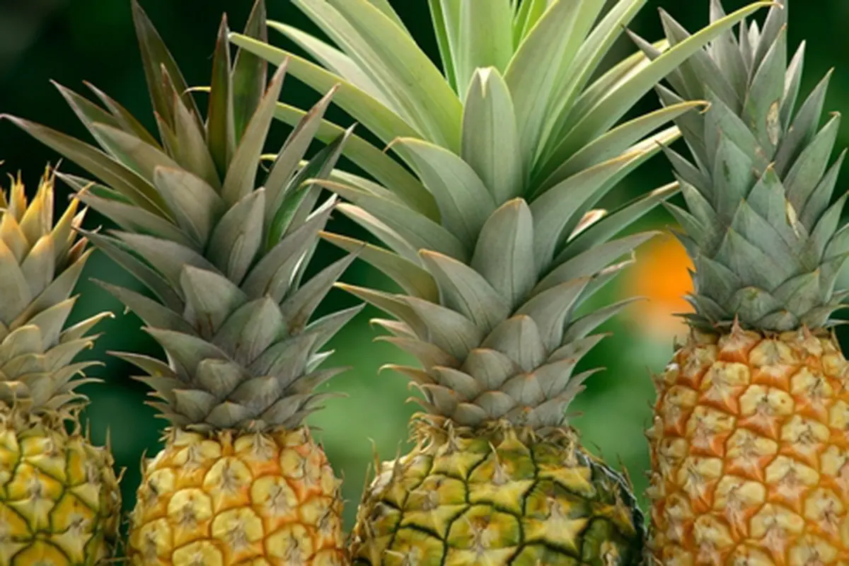 Foto: copyright shutterstock.com