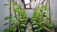 TOP 3: Ide Kebun Timun Vertikal, Cara Ternak Entok Skala Kecil dan Tips Merapikan Rumah