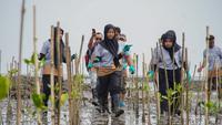 Mitigasi Perubahan Iklim, Nestle Tanam Bakau di 3 Provinsi