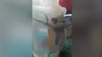 Tikus yang diikat di stoples. (Screen Grab/Viral Videos)