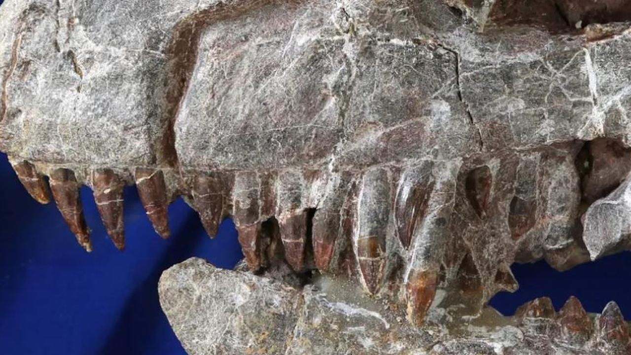 Peneliti Temukan Tengkorak Dinosaurus Raksasa dalam Kondisi Utuh, Hidup 200 Juta Tahun Lalu dan Panjangnya Bisa Sampai 10 Meter