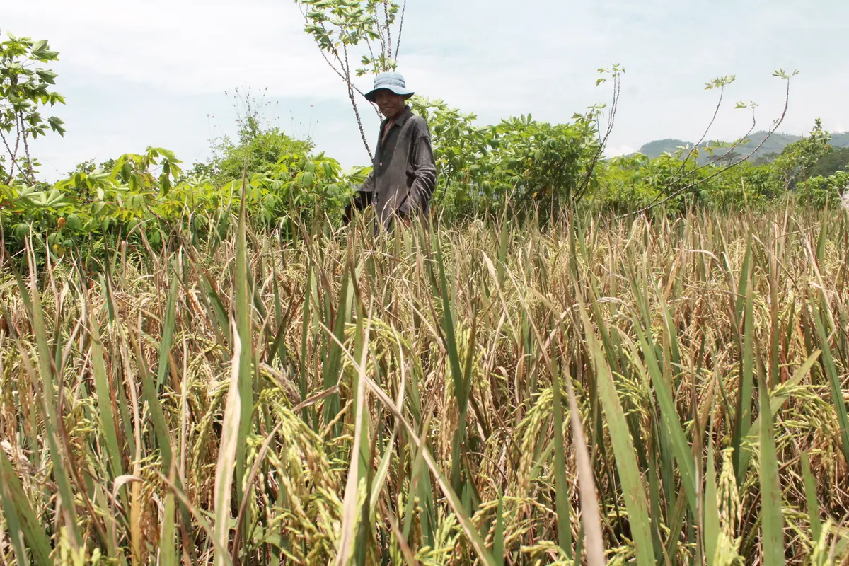 Hama-Hama Pengganggu Bayangi Sawah Petani Trenggalek dan Ponorogo