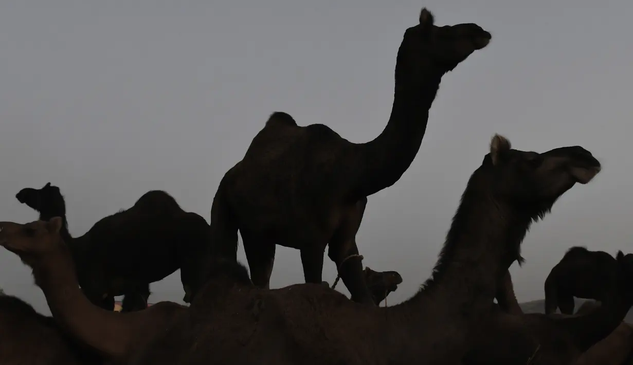Sejumlah unta dikumpulkan saat mengikuti pameran di Pushkar, India (26/10). Acara tahunan ini selalu menarik perhatian para wisatawan domestik dan mancanegara. (AFP Photo/Dominique Faget)