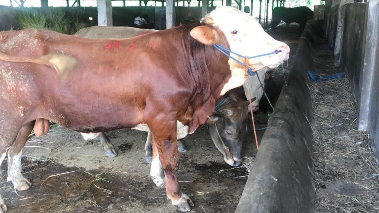 Wabah PMK Sapi Marak Terjadi, Komisi IV Minta Kementan Gercep Lakukan ini