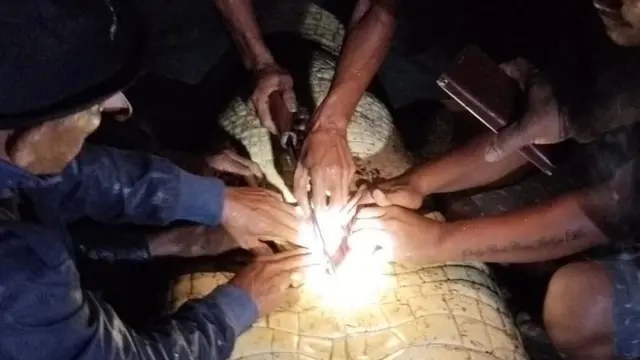 Buaya di Labura