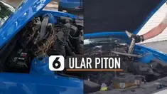 Ditemukan ular piton di balik kap mobil. Beruntungnya ular piton itu akhirnya dapat di amankan oleh kedua petugas setempat.