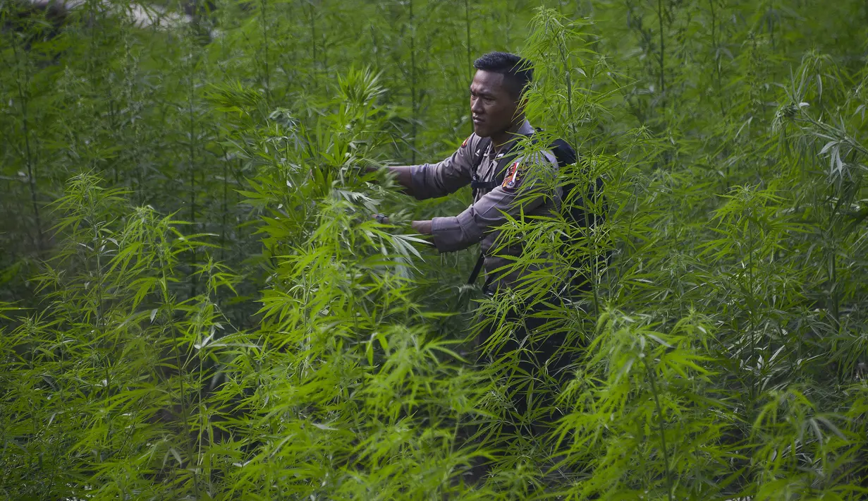 Personel kepolisian memusnahkan ladang ganja di kawasan hutan Montasik, Aceh Besar, Aceh, Rabu (6/3/2019). Tanaman ganja yang ditemukan di ladang tidak bertuan itu diperkirakan telah berusia satu hingga tiga bulan. (CHAIDEER MAHYUDDIN / AFP)