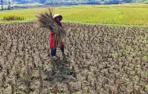 Puluhan Hektar Sawah di Jonggol Gagal Panen Akibat Wereng dan Kekeringan