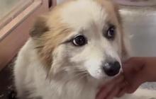 Mirip Kisah Hachiko, Anjing Ini Setia Menanti Pemiliknya yang Tewas dalam Kecelakaan Pesawat Jeju Air