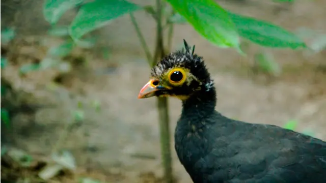 Menelusuri Goa Kapur, Habitat Bermain Burung Maleo di Bone Bolango
