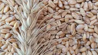 Mengenal Farro, Si Gandum Kuno Kaya Nutrisi yang Dikonsumsi Penganut Diet Slow Aging