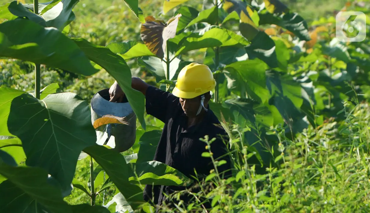 Petani merawat tanaman di lahan reklamasi SIG Pabrik Tuban, Rabu (29/09/2021). Penghargaan Subroto 2021 untuk kelompok pemegang Izin Usaha Pertambangan (IUP), Izin Usaha Pertambangan Khusus (IUPK), dan KK untuk Perusahaan Pertambangan Komoditas Mineral dari Kementerian ESDM. (Liputan6.com/HO/SIG)