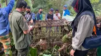 Seekor harimau masuk perangkap yang dipasang BKSDA Sumbar di Solok. Kondisi harimau itu sehat dan akan direhabilitasi di PRHS Dharmasraya. (Liputan6.com/ Dok. BKSDA Sumbar)