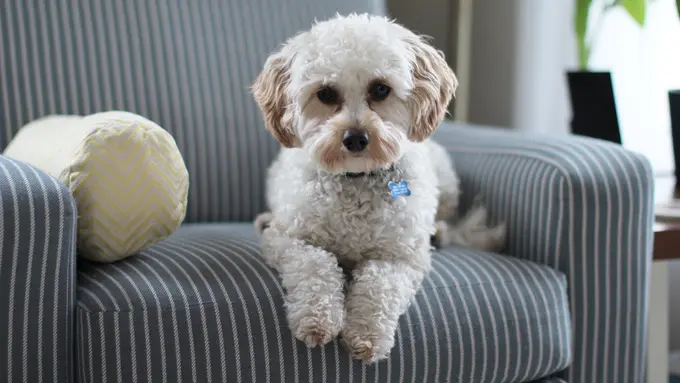 Mimpi Melihat Anjing