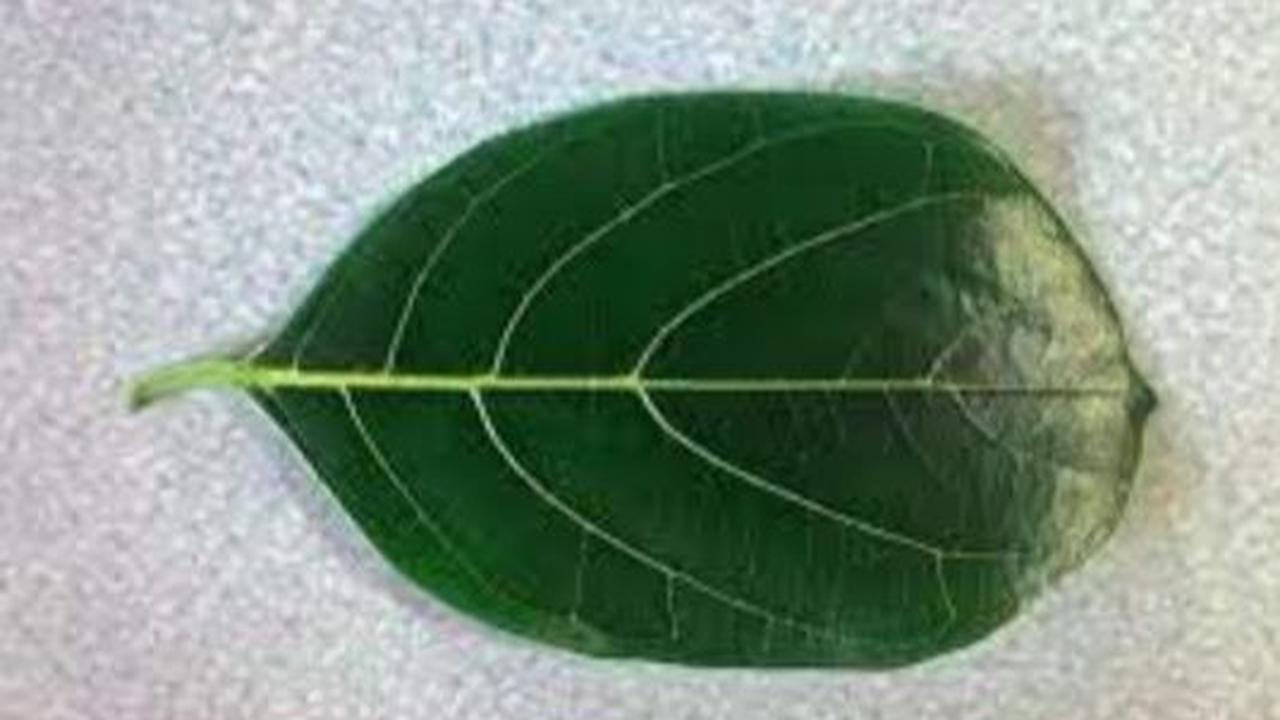 <b>Siapkan Daun Ini</b>
