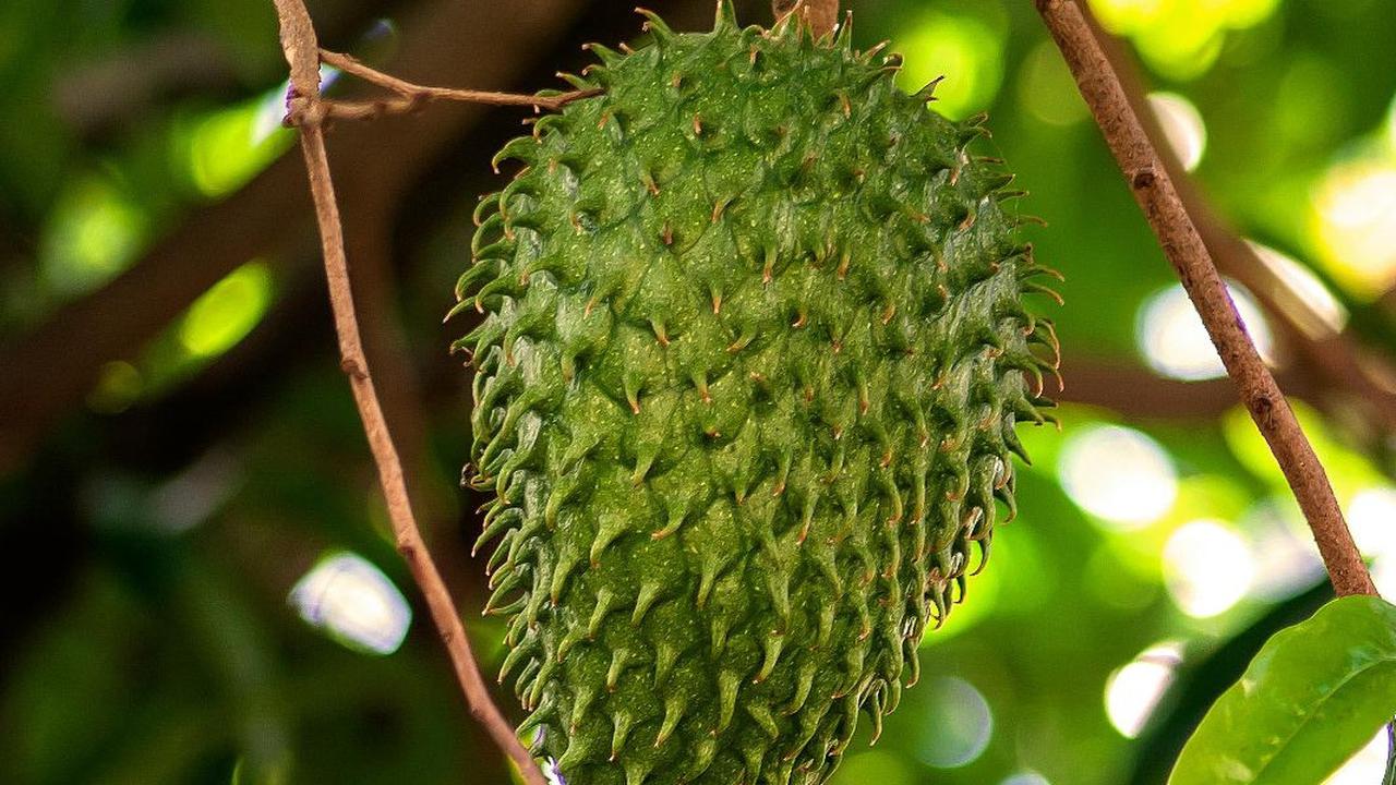 5 Khasiat Buah Sirsak bagi Kesehatan, dari Mencegah Diabetes hingga Mengatasi Asam Lambung