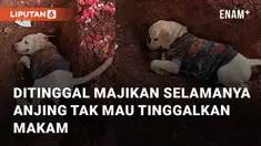 Seekor anjing ditinggal majikannya untuk selamanya bikin haru