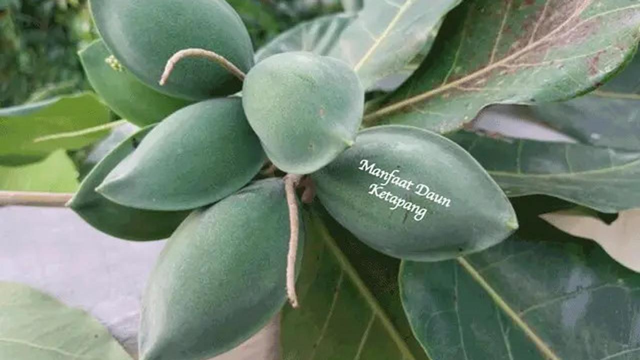 Cara Merebus Daun Ketapang, Bisa Bantu Atasi Peradangan Sendi
