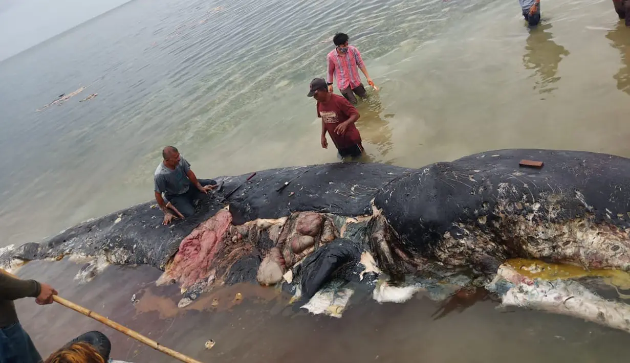 Petugas mengambil sampel dari bangkai paus sperma yang terdampar di perairan Wakatobi, Sulawesi Tenggara, Senin (19/20). Pada bangkai paus itu ditemukan 5,9 kg sampah, sebagian besar merupakan sampah plastik bahkan sandal jepit. (Liputan6.com/HO)