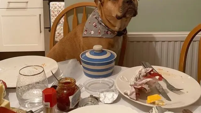 Kisah mengharukan menuju momen perpisahan seekor anjing Bumble dengan pemiliknya, Charlotte.