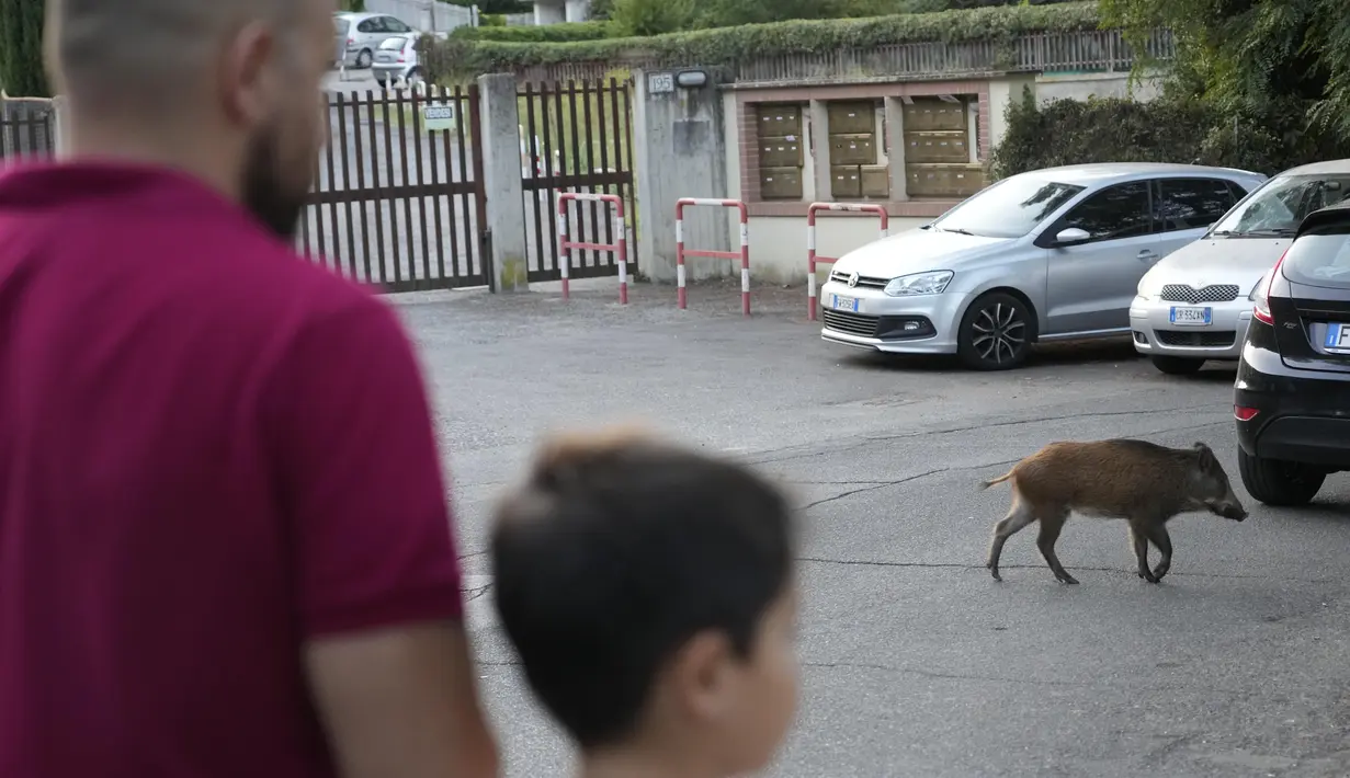 Seekor babi hutan melintasi jalan di Roma, Italia pada 24 September 2021. Gerombolan babi hutan berlarian di jalan-jalan kota, menjulurkan moncongnya ke tempat sampah mencari makanan telah menjadi pemandangan sehari-hari di Roma. (AP Photo/Gregorio Borgia)