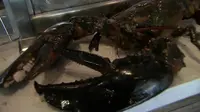 Lobster Raksasa Usia 100 Tahun Gagal Jadi Santap Malam 