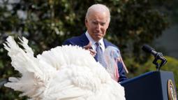Pengampunan kalkun merupakan salah satu tradisi tahunan Gedung Putih jelang Hari Bersyukur atau Thanksgiving yang tahun ini dirayakan pada 23 November 2023. (AP Photo/Andrew Harnik)