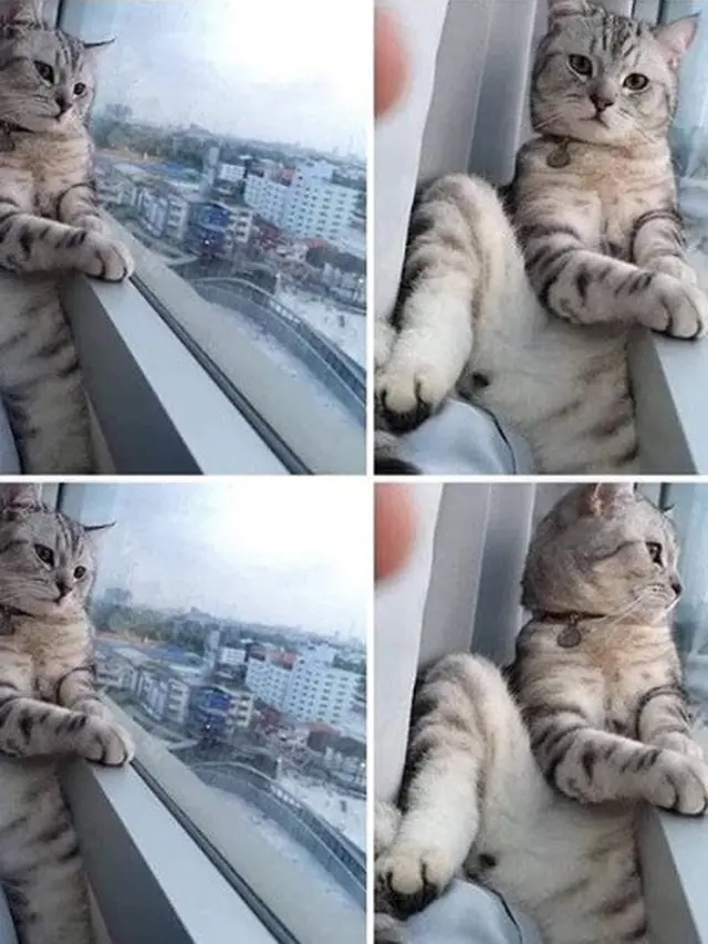 hewan berpose di depan kamera