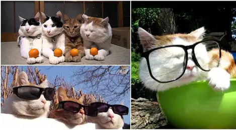 Kumpulan Video Kucing Yang Tinggal Dalam Satu Rumah Dan Tingkahnya Unik Banget - Lifestyle Fimela.com