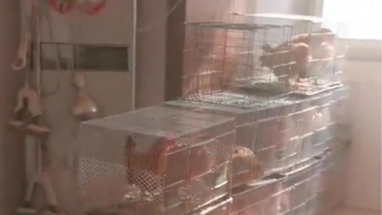 Viral Apartemen yang Disewakan Tiba-tiba Berubah Jadi Kandang Ayam Padahal Baru Direnovasi