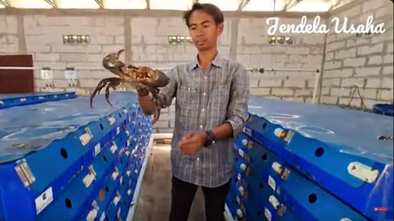 Dulu Kerja di Kantor Pajak, Pria Ini Sukses Usaha Kepiting di Kampung Halaman