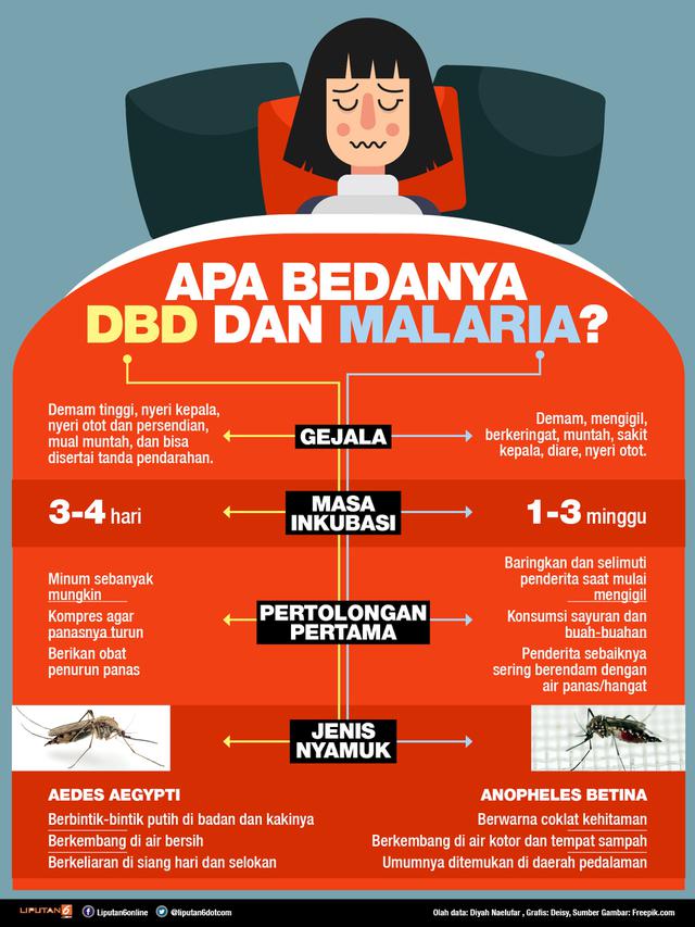 infografis beda DBD dan Malaria