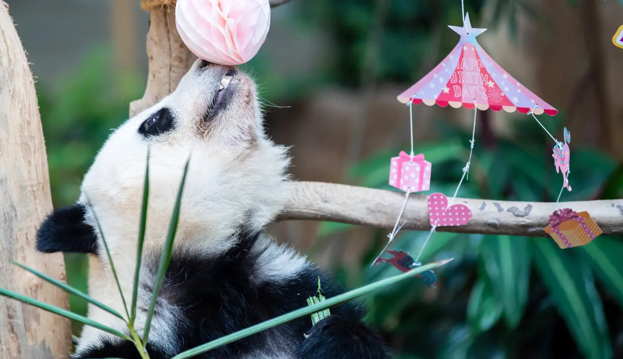 Panda raksasa Yi Yi bermain di Kebun Binatang Nasional Malaysia, Selasa (14/1/2020). Yi Yi merupakan anak kedua dari pasangan Xing Xing dan Liang Liang. (Xinhua/Zhu Wei)