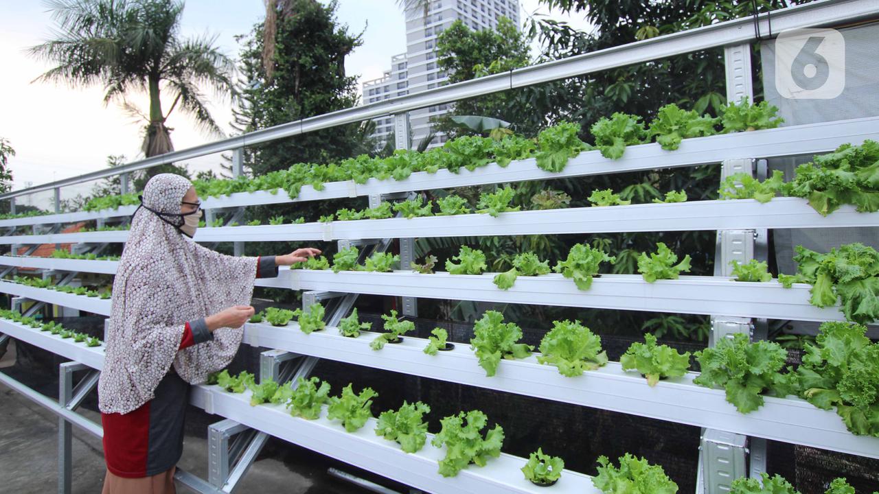Menyulap Atap Rumah Jadi Kebun Sayur Hidroponik