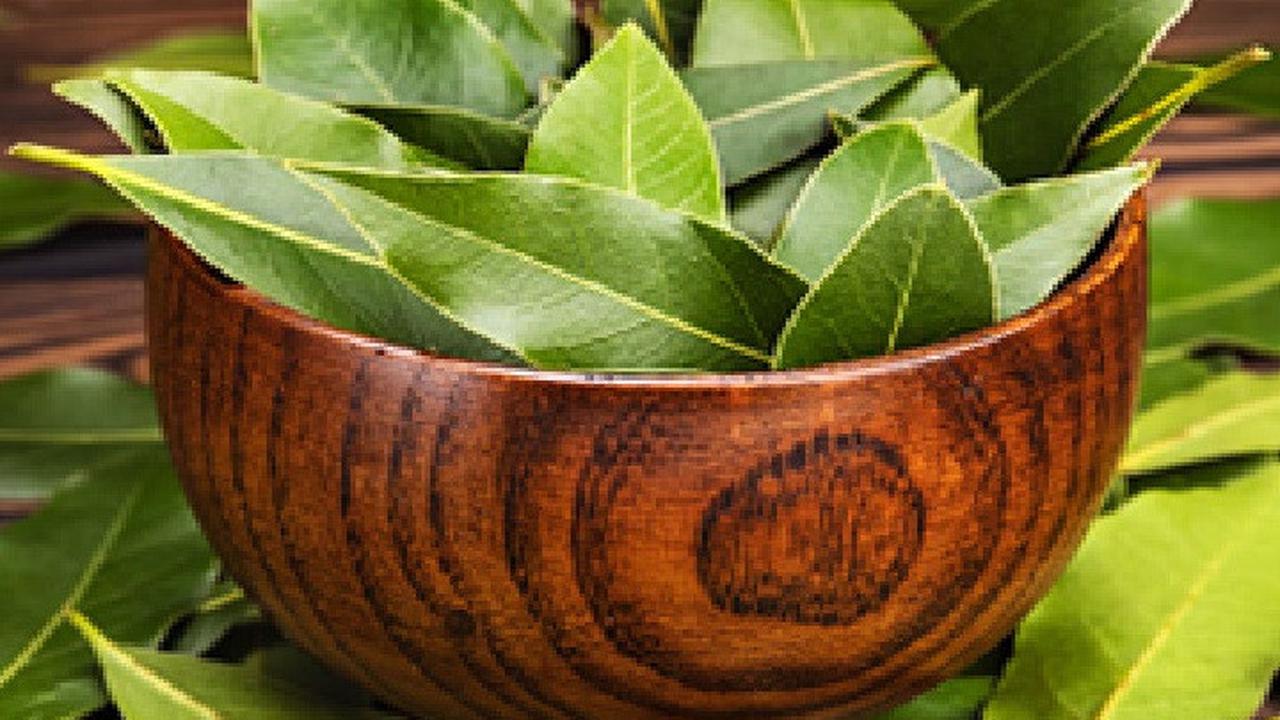Cara Sederhana Merebus Daun Salam untuk Tubuh Sehat
