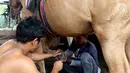Kusir memasangkan sepatu kuda di Kelurahan Jatinegara, Kec Cakung, Jakarta, Sabtu (27/1). Dengan menarik andong setiap harinya rata-rata kusir mendapatkan antara 30 - 100 ribu perharinya untuk menghidupi keluarganya. (Liputan6.com/Johan Tallo)