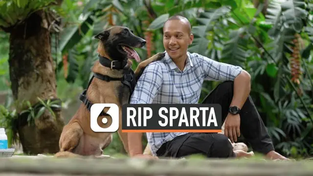 Sparta, anjing jenis Belgian Malinois yang sempat diobservasi usai menyerang ART mati. Anjing milik presenter Bima Aryo ini menderita penyakit parasit darah.